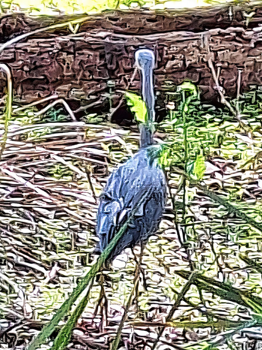 White-faced Heron - Alfons  Lawen