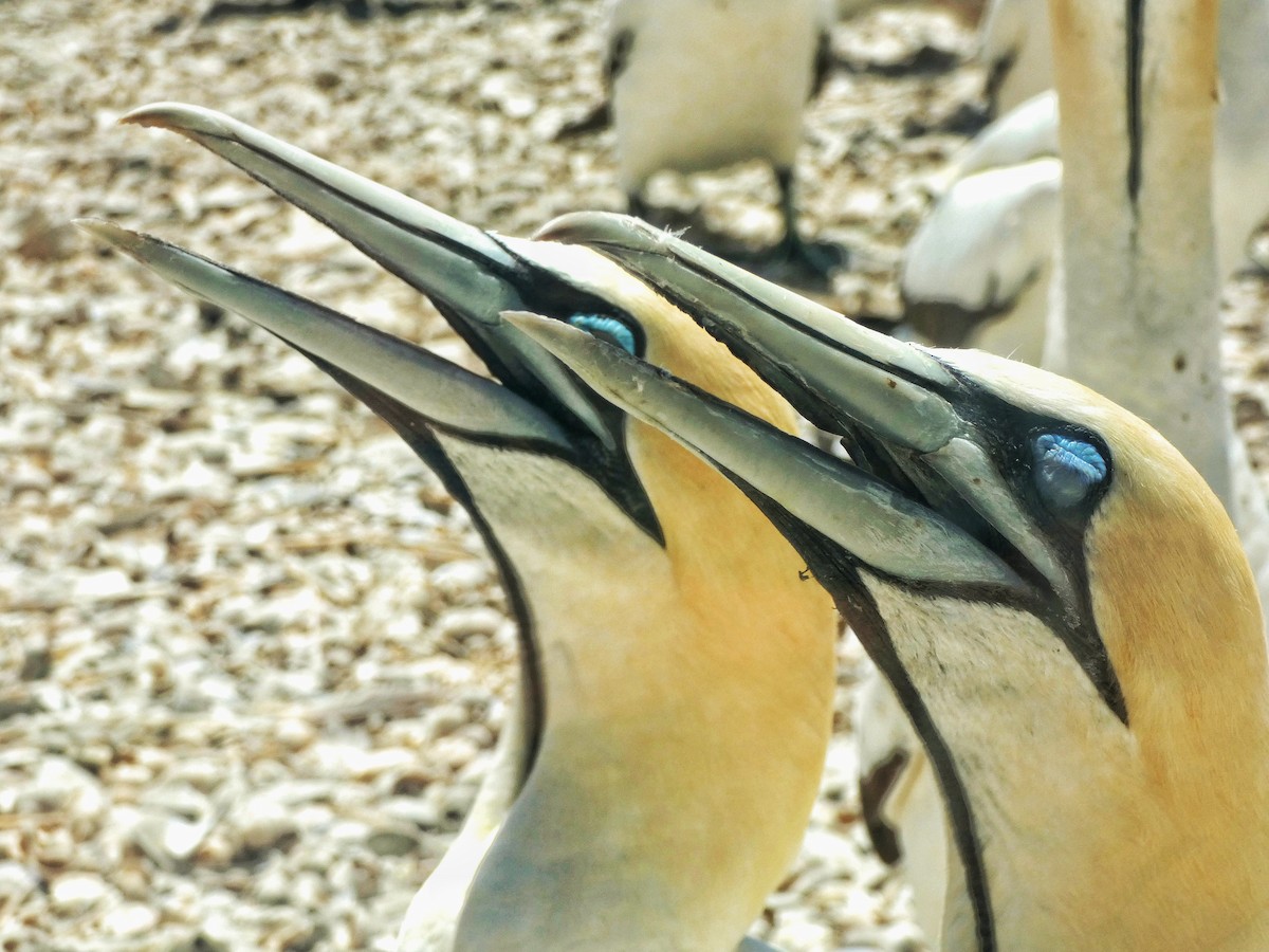 Cape Gannet - Hubert Söhner