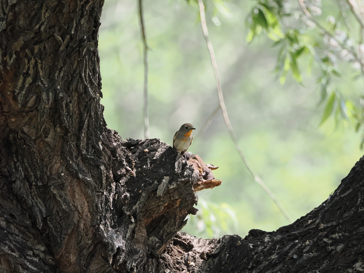 Taiga Flycatcher - Yawei Zhang