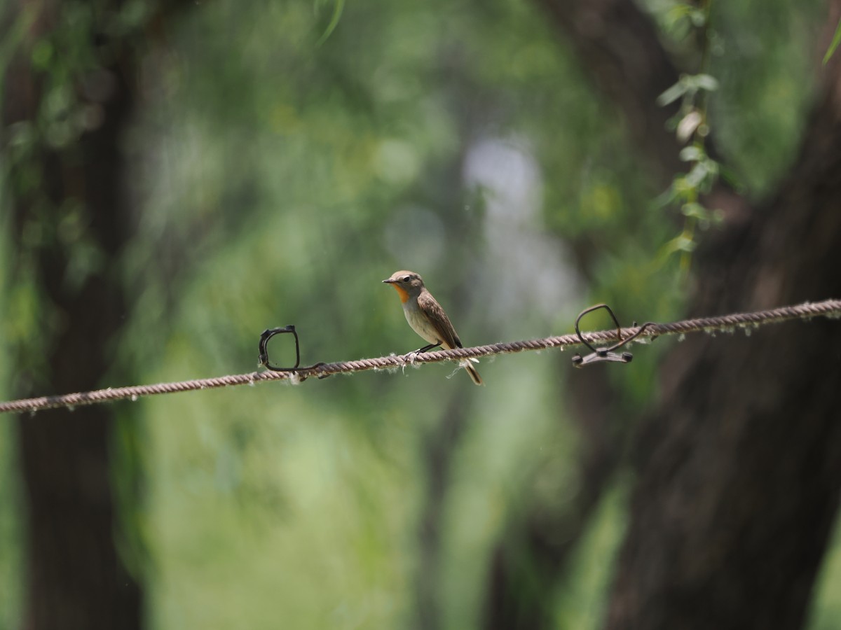 Taiga Flycatcher - Yawei Zhang