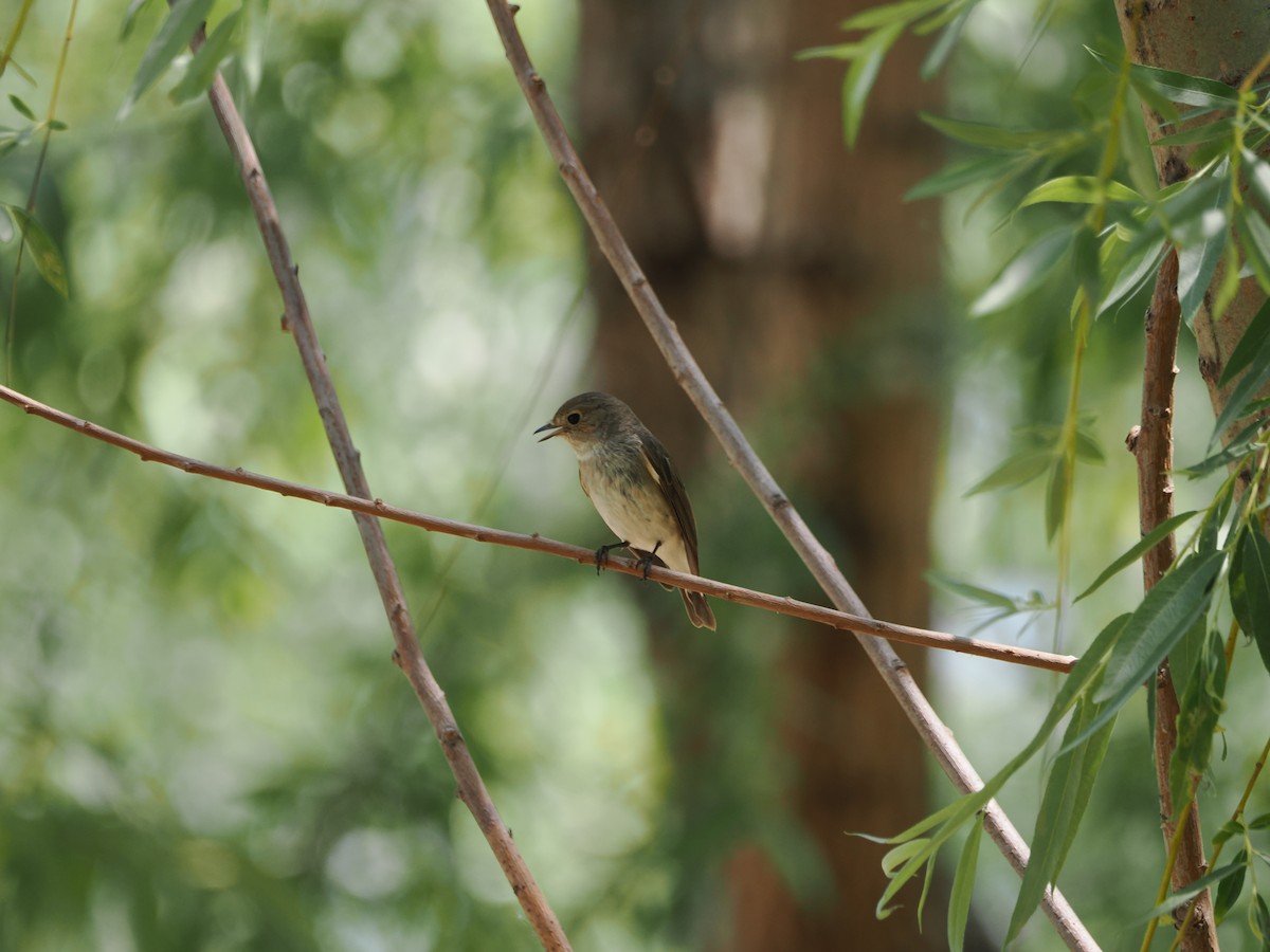 Taiga Flycatcher - Yawei Zhang