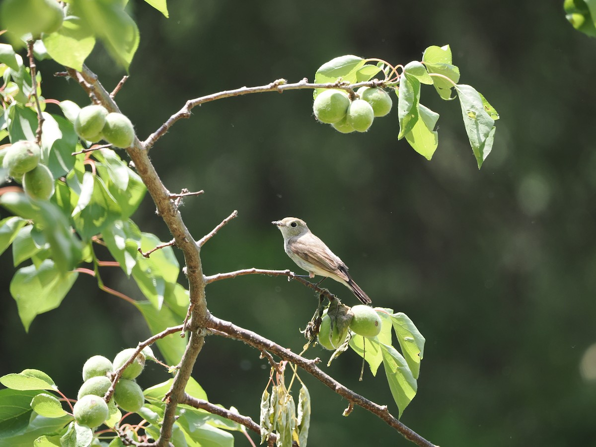 Taiga Flycatcher - Yawei Zhang