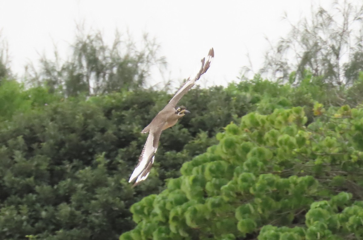 Beach Thick-knee - ML618656504