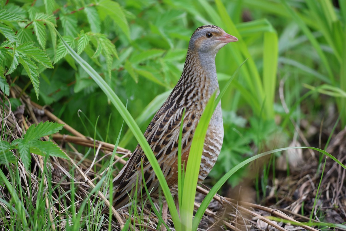 Corn Crake - ML618656528