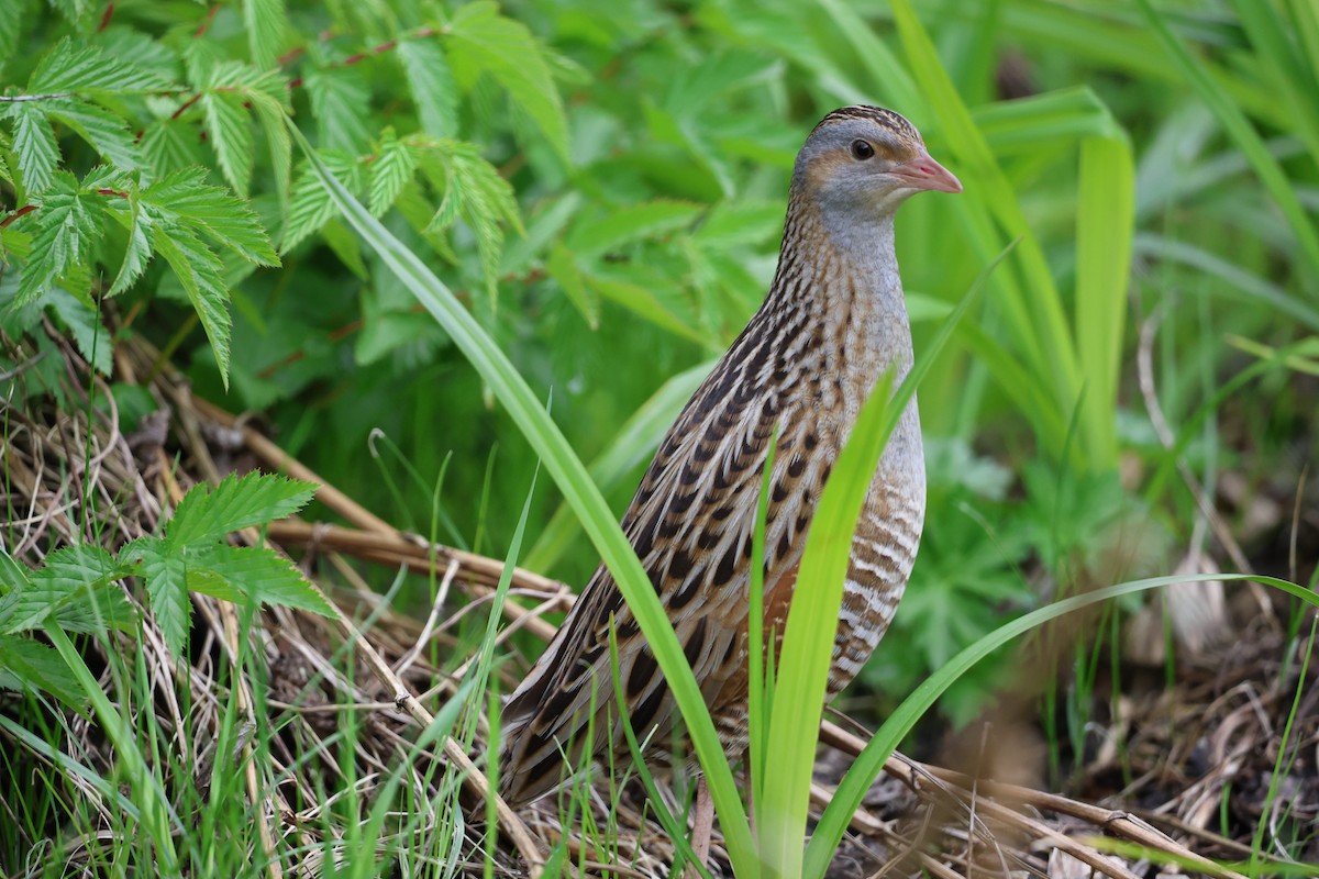 Corn Crake - ML618656530