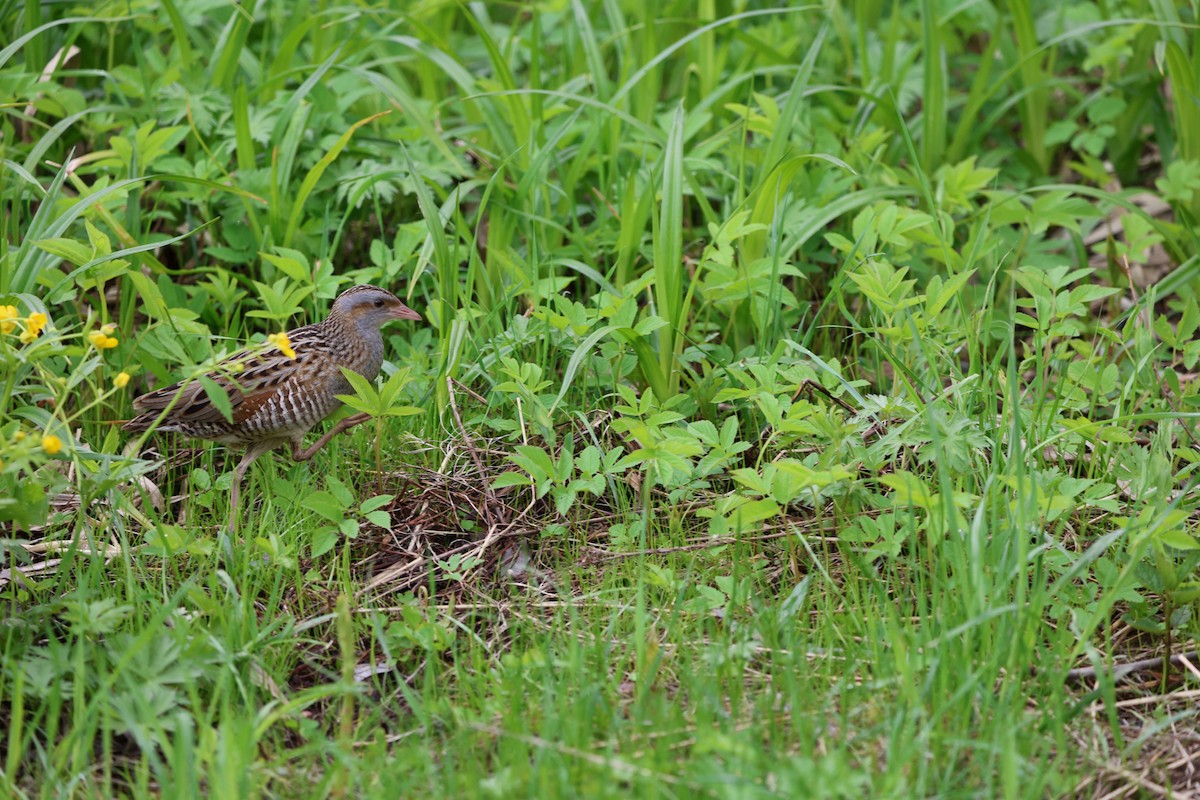 Corn Crake - ML618656531