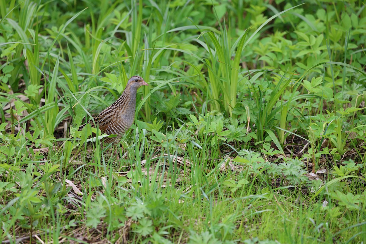 Corn Crake - ML618656534