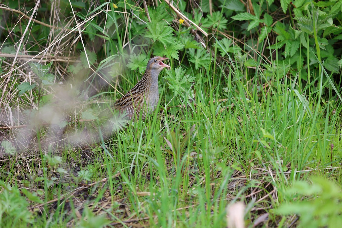 Corn Crake - ML618656535