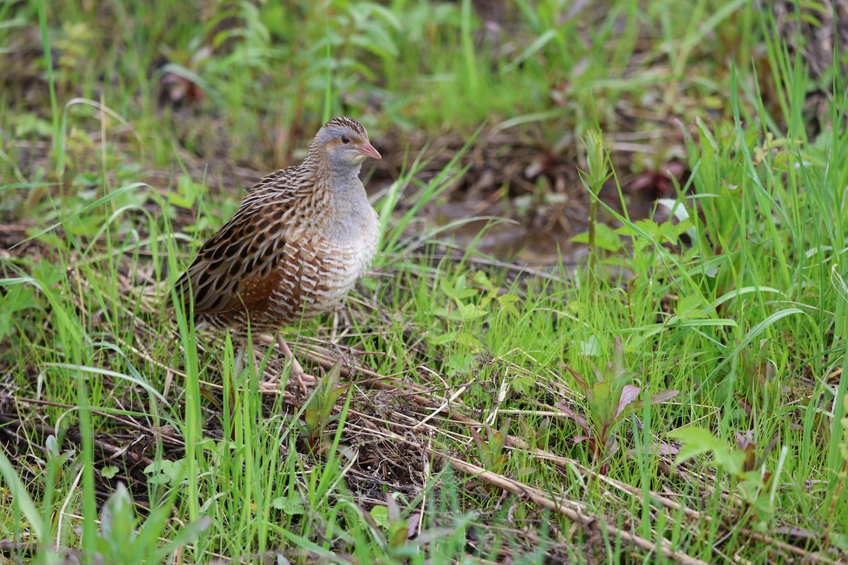 Corn Crake - ML618656536