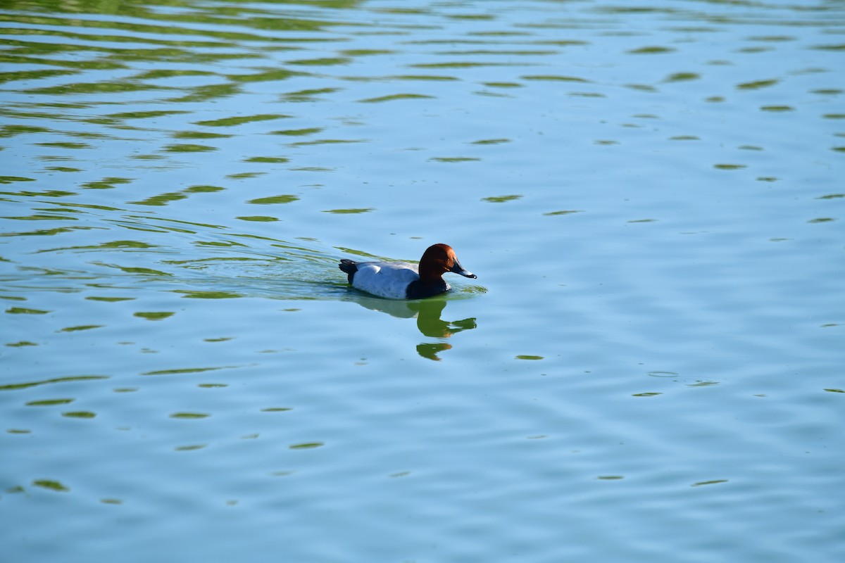 Common Pochard - ML618656538