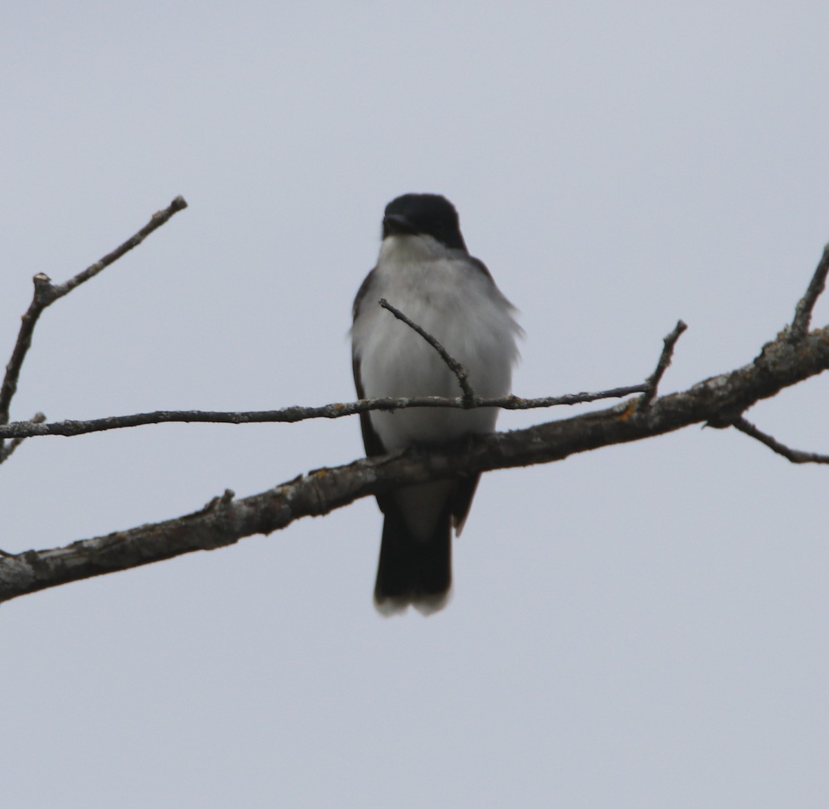 Eastern Kingbird - Alain Sheinck