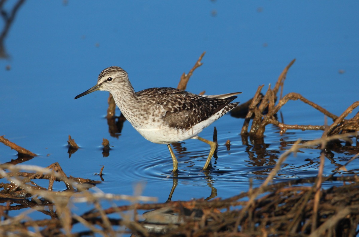 Wood Sandpiper - ML618656613