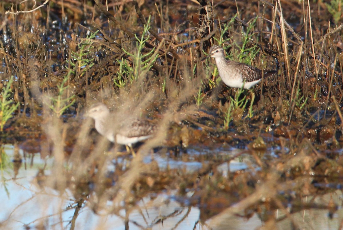 Wood Sandpiper - ML618656616