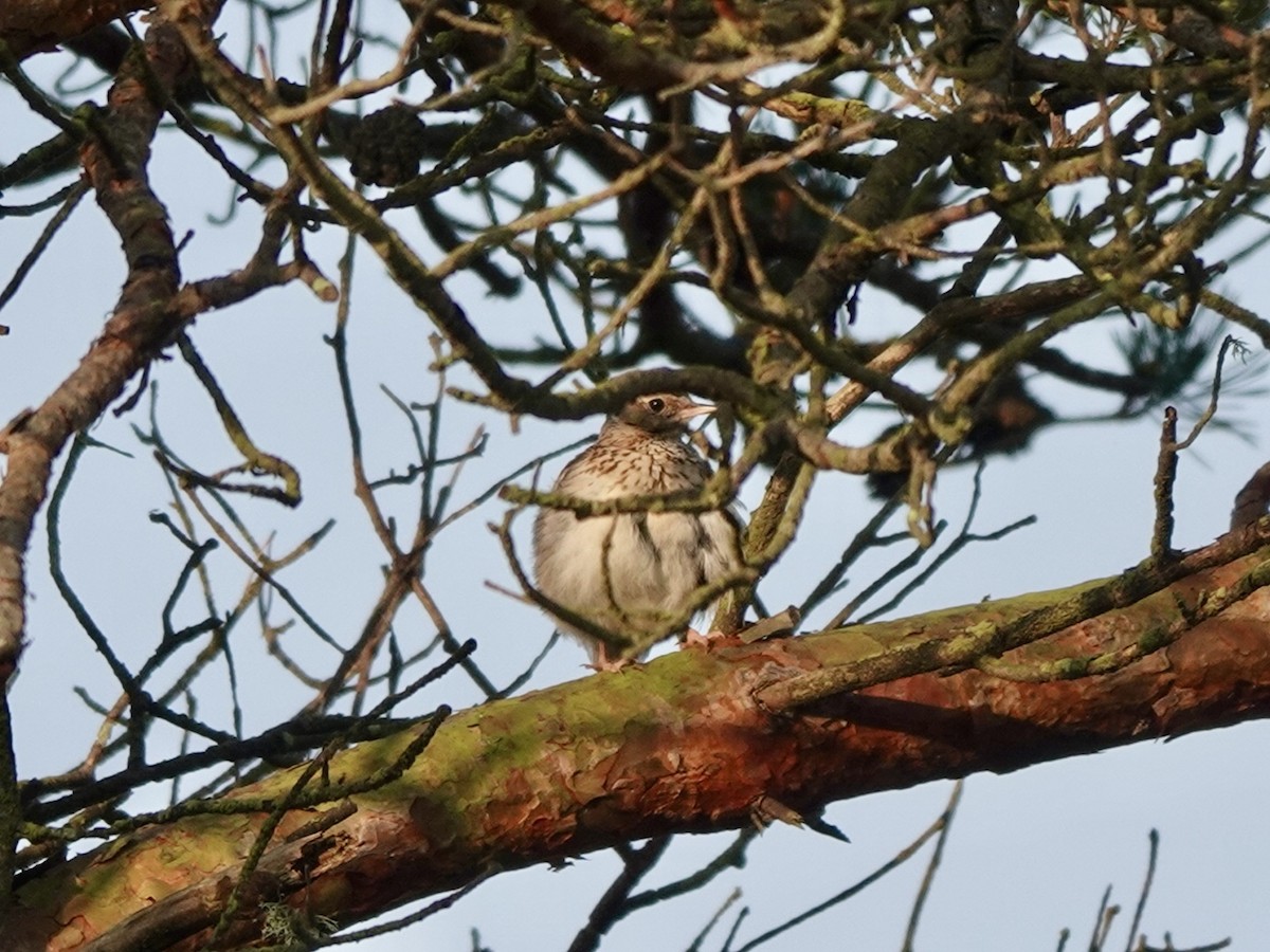 Wood Lark - Andy Ryde