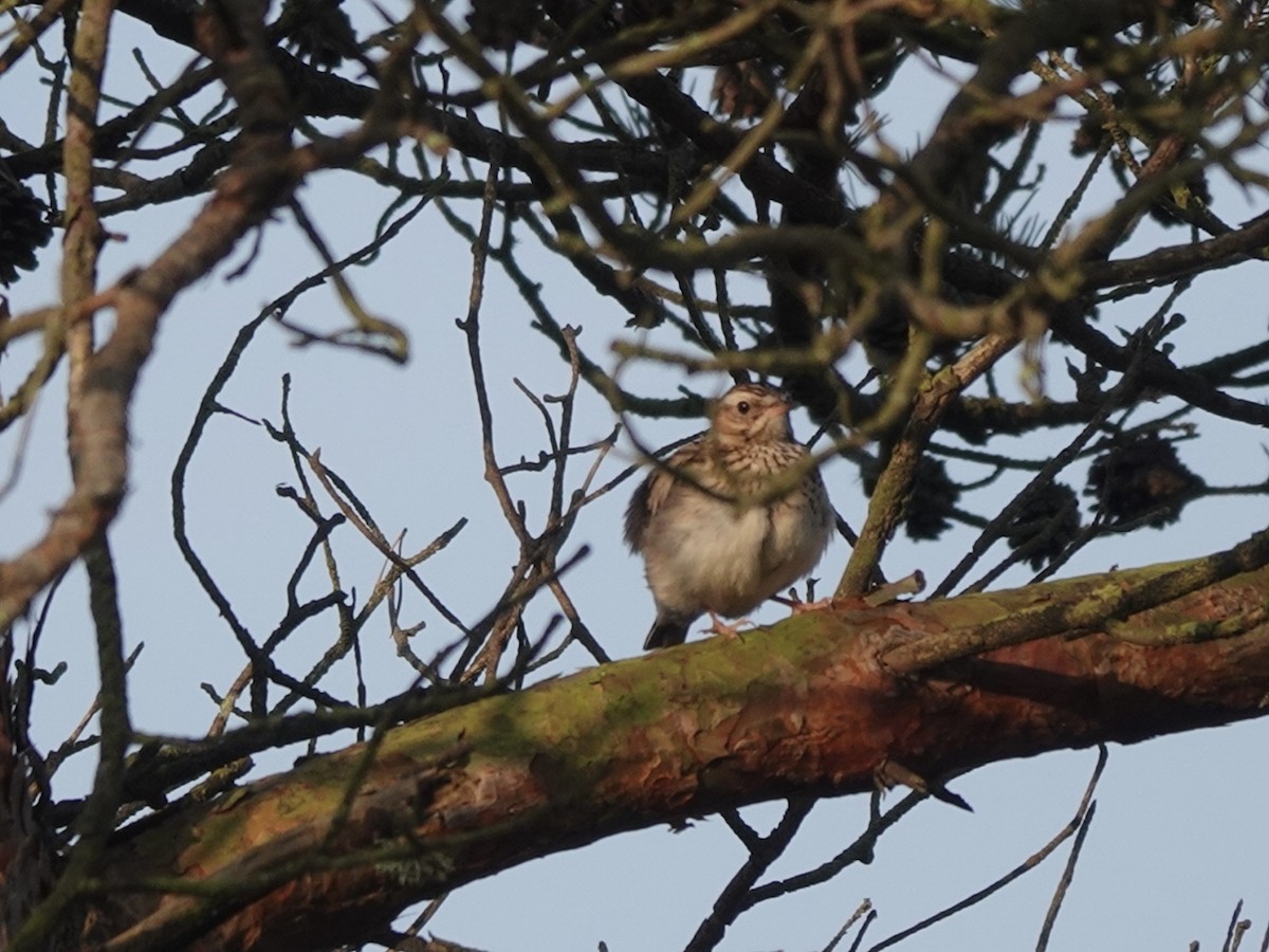 Wood Lark - Andy Ryde