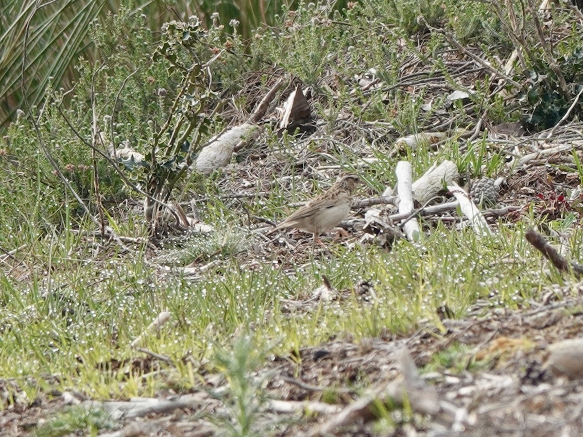 Wood Lark - Andy Ryde