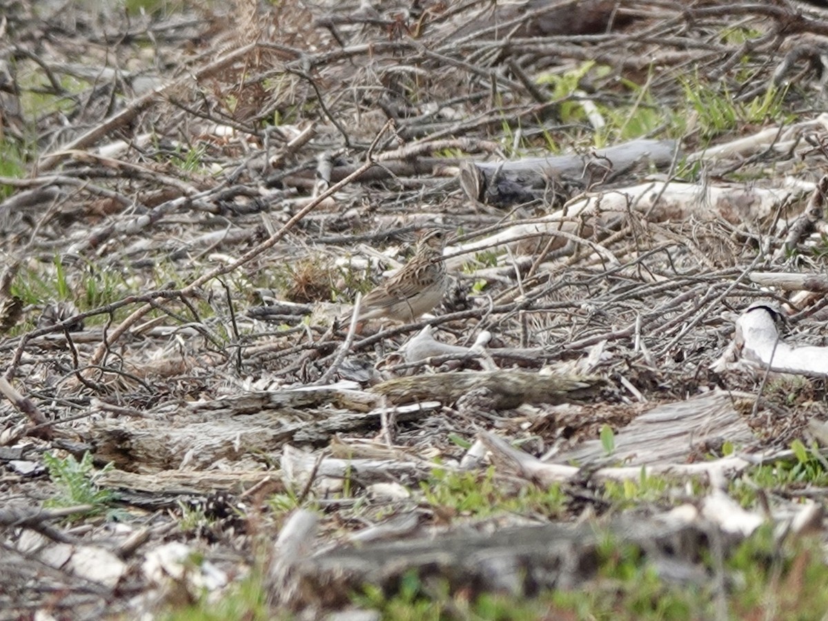 Wood Lark - Andy Ryde