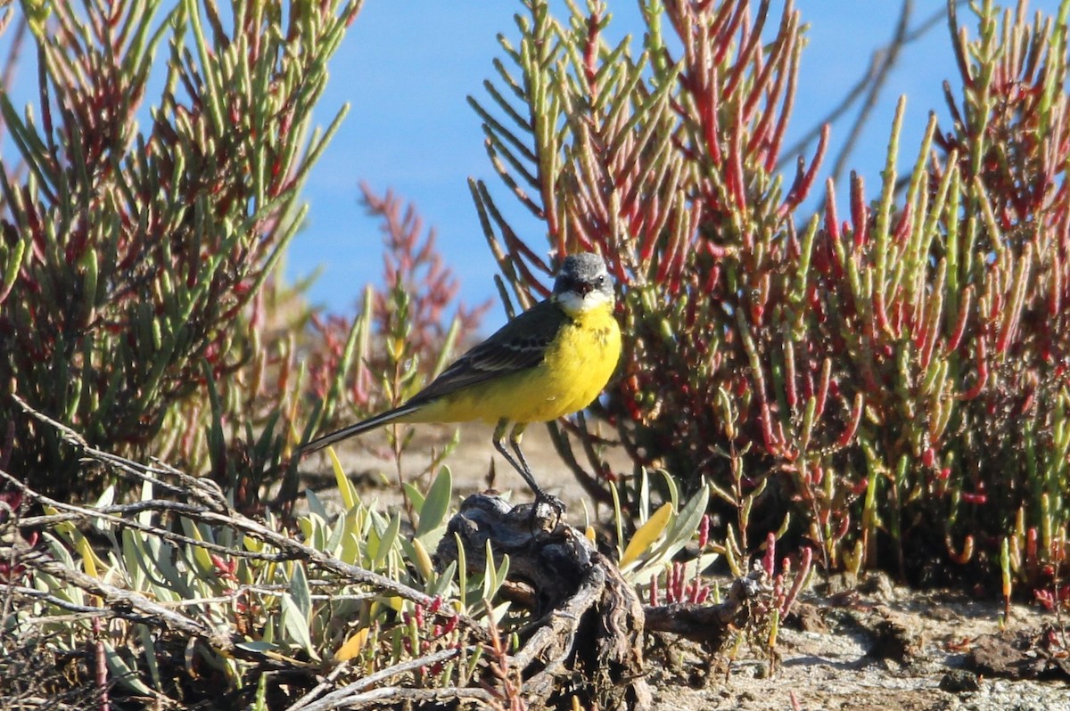 Western Yellow Wagtail - ML618656629