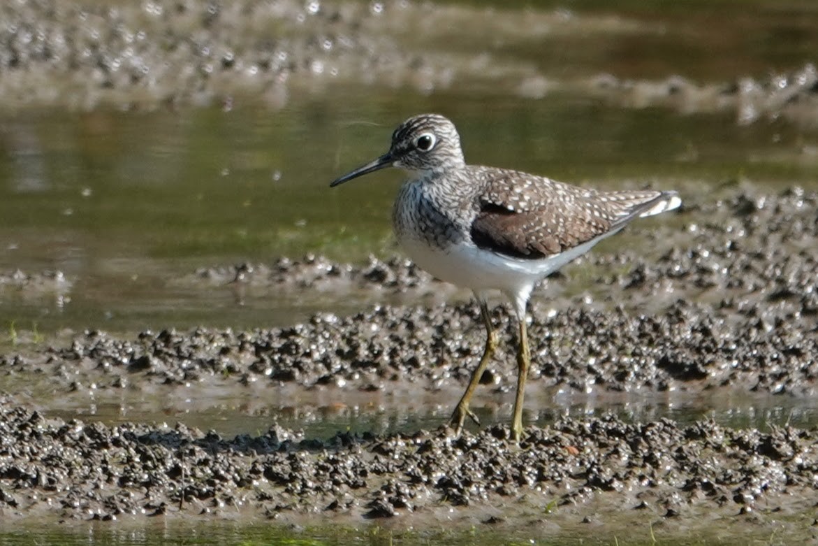 Solitary Sandpiper - Linda Hamp