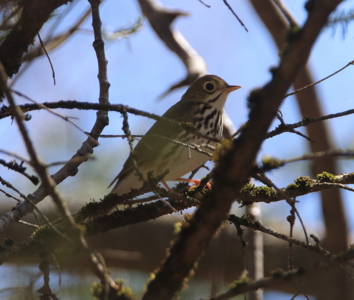 Ovenbird - Alain Sheinck