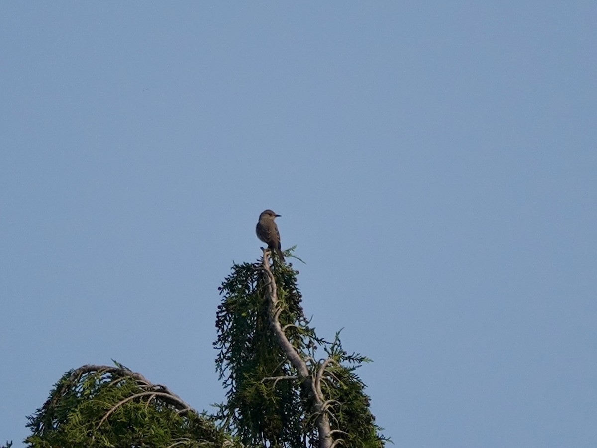 Spotted Flycatcher - Andy Ryde