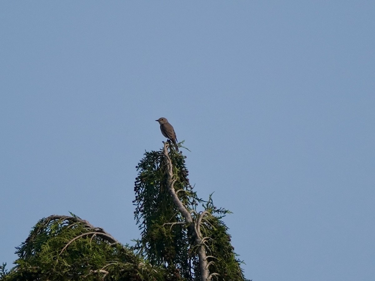 Spotted Flycatcher - ML618656660