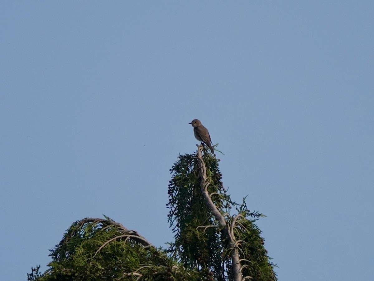 Spotted Flycatcher - ML618656661