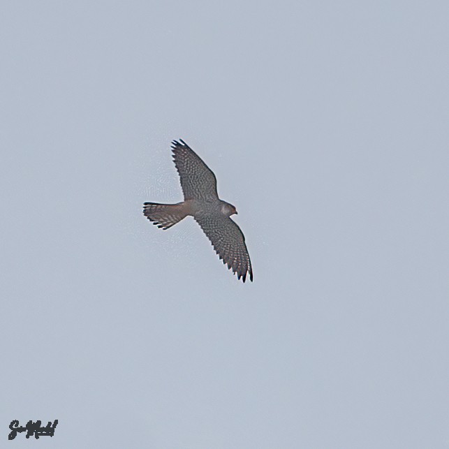 Amur Falcon - Som Mandal