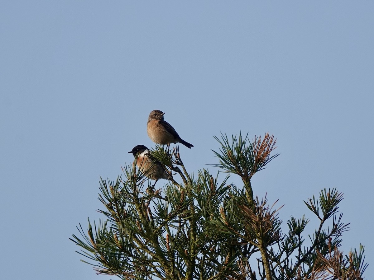 European Stonechat - Andy Ryde