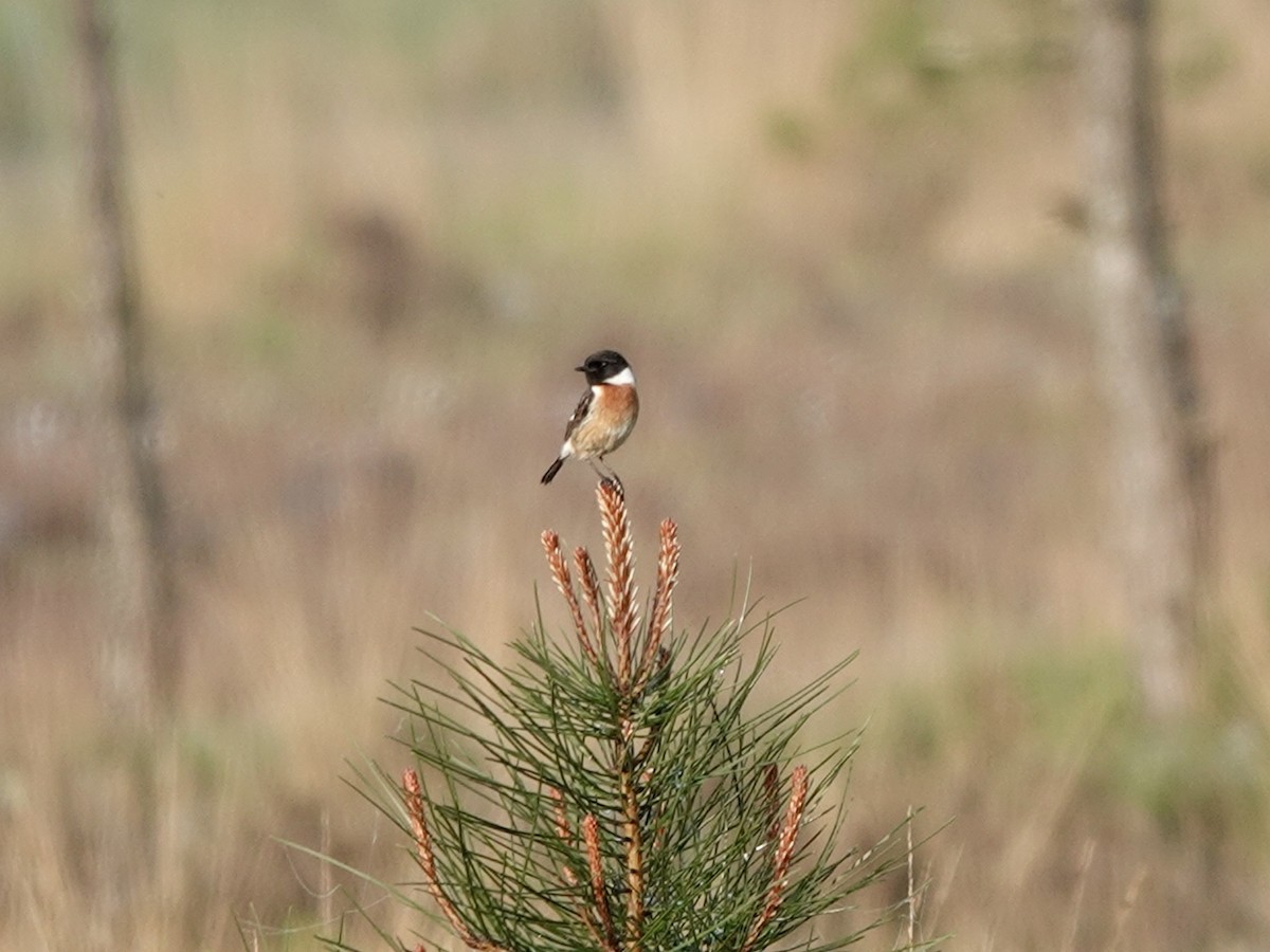 European Stonechat - ML618656670