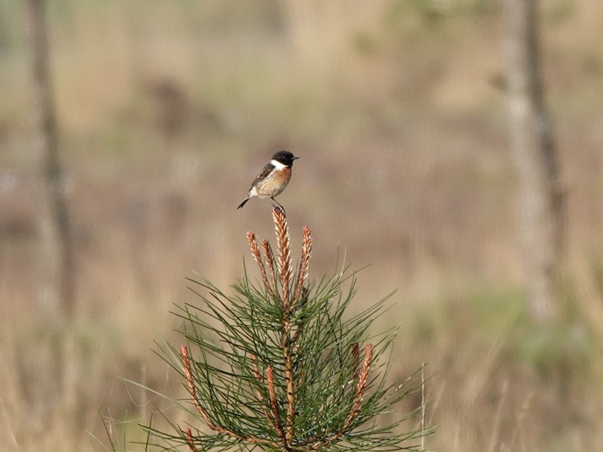 European Stonechat - ML618656671