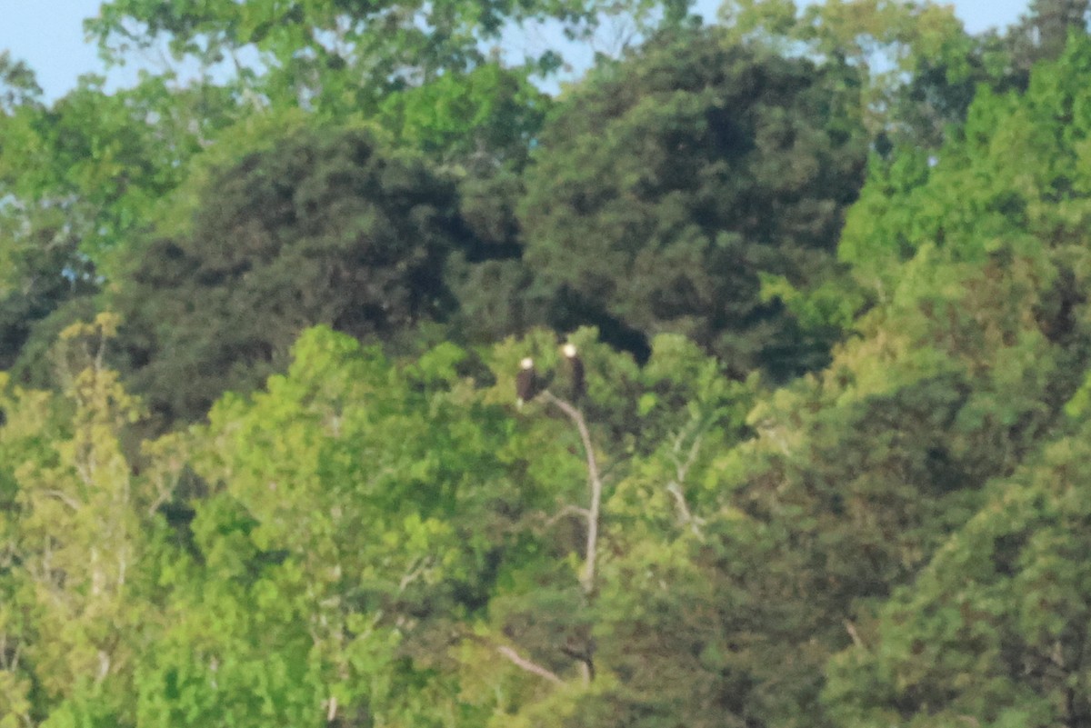 Bald Eagle - ML618656702