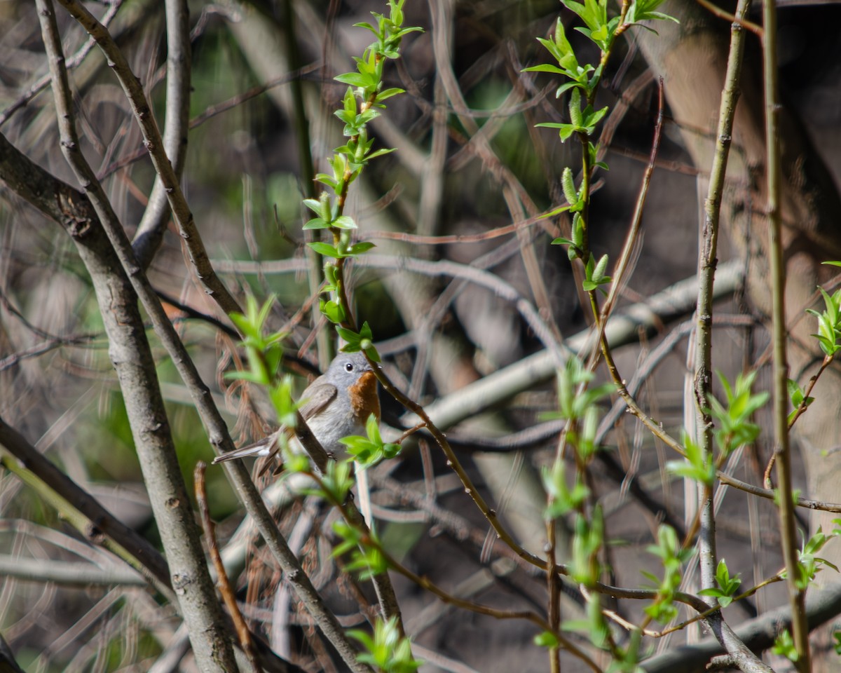 Red-breasted Flycatcher - Анастасия Яковлева