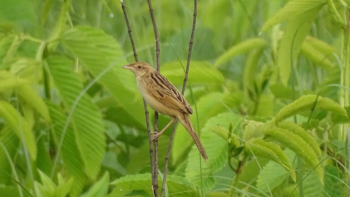 Bristled Grassbird - Rustom Basumatary