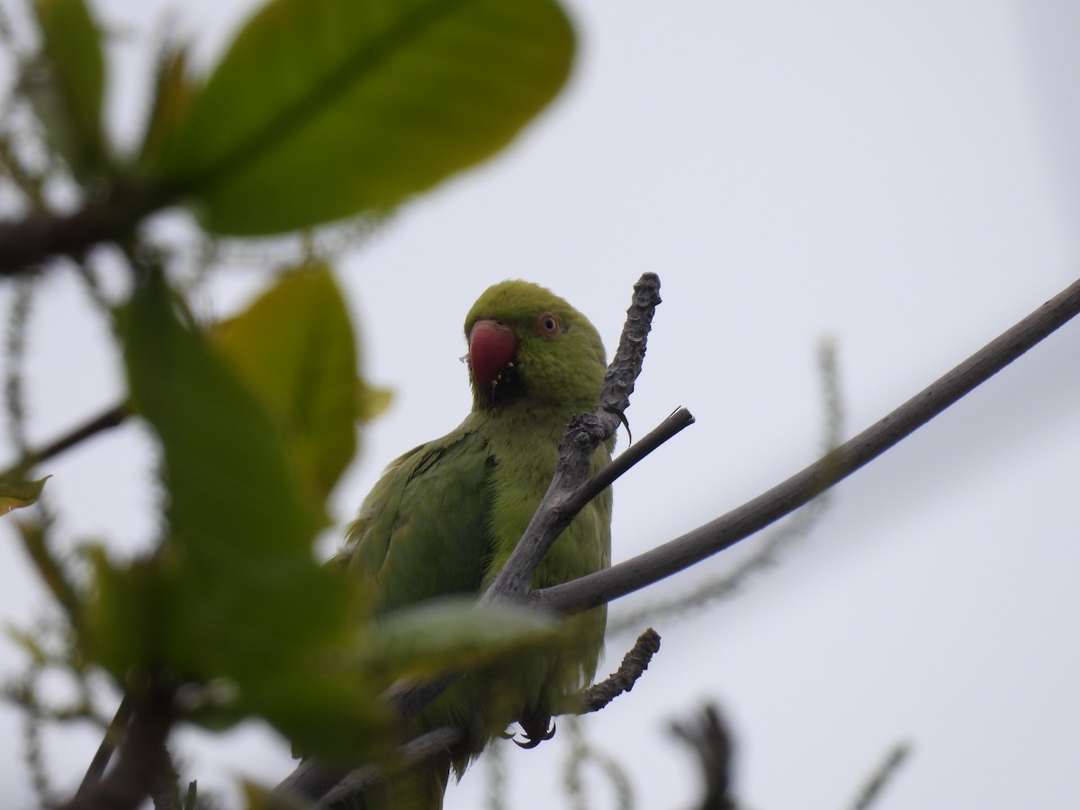 Rose-ringed Parakeet - ML618656734