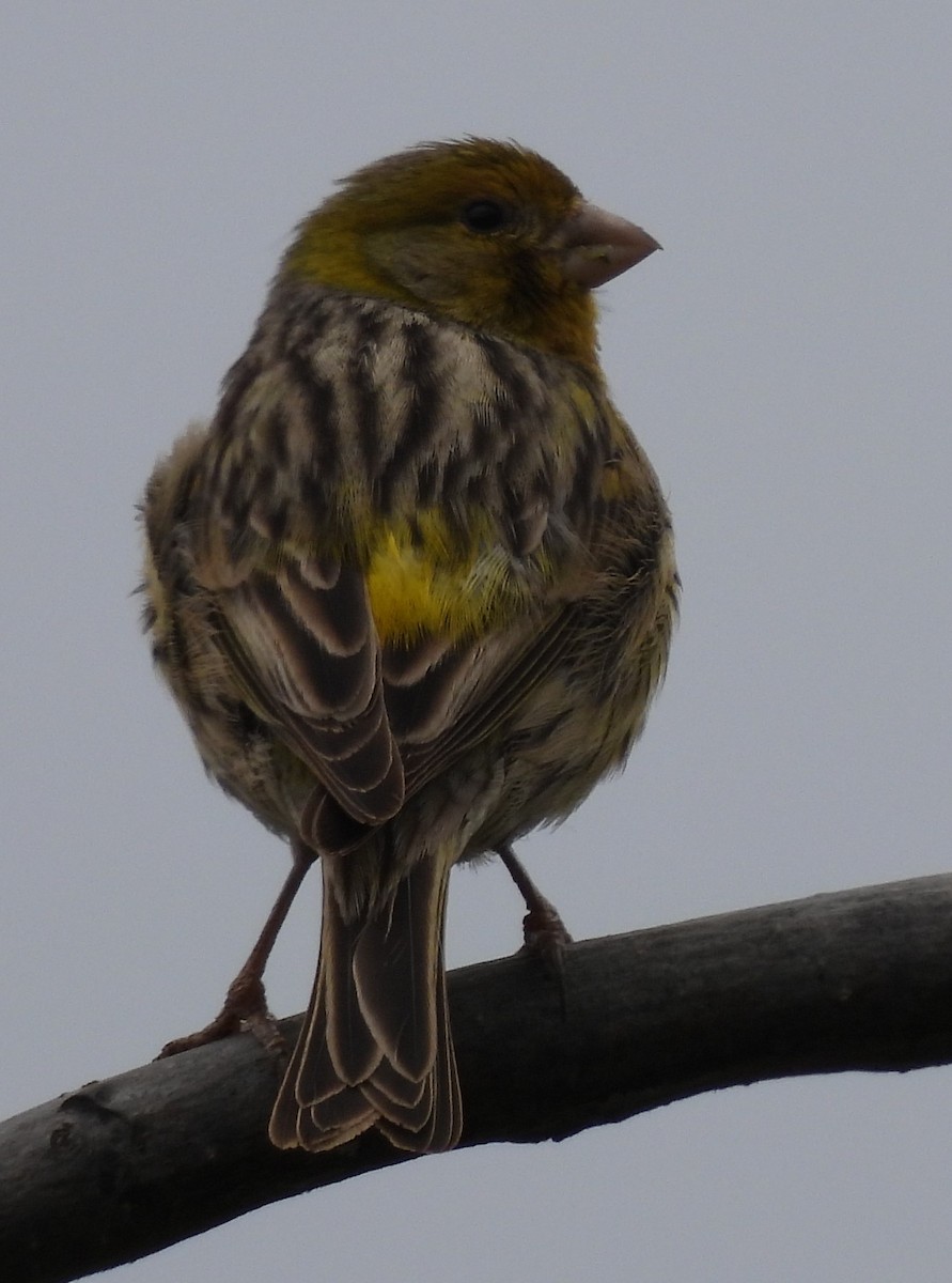 Island Canary - ML618656736