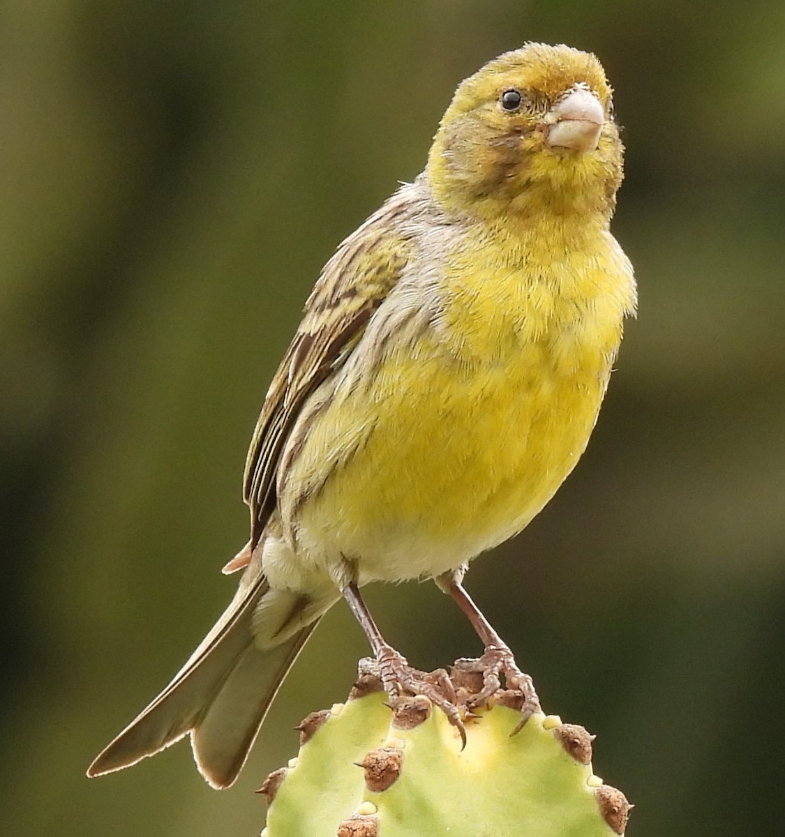 Island Canary - ML618656737