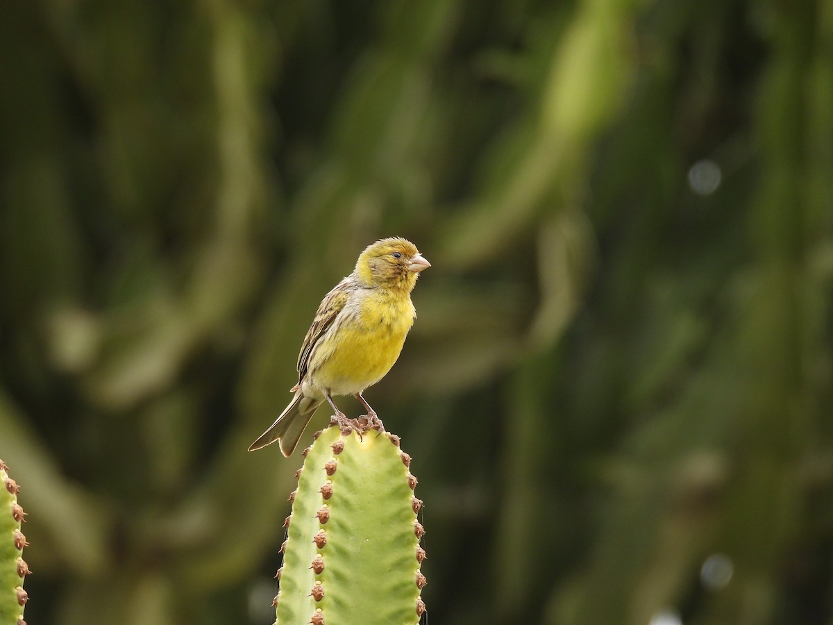 Island Canary - ML618656738