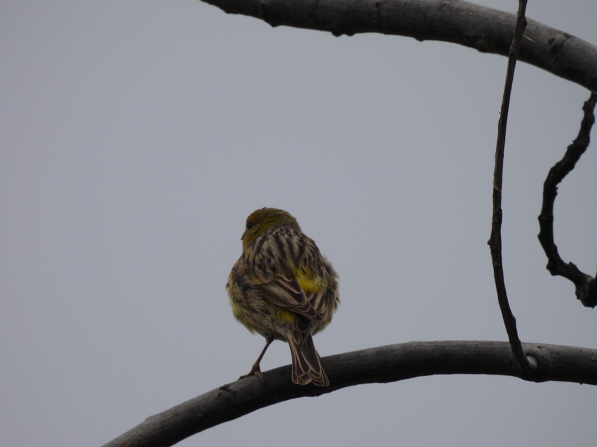 Island Canary - ML618656739