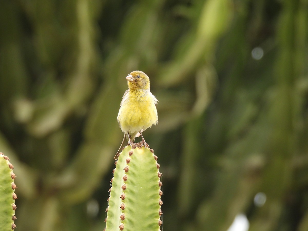 Island Canary - ML618656740