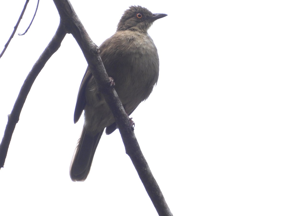 Red-eyed Bulbul - ML618656761