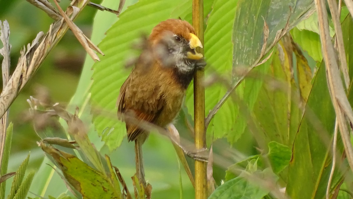 Paradoxornis de Gould - ML618656778