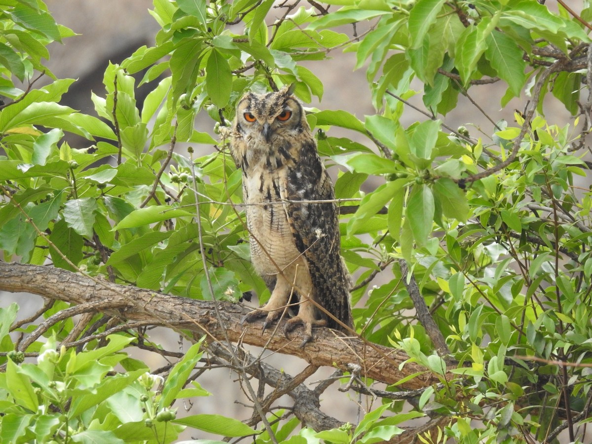 Rock Eagle-Owl - RAVEESHA H N