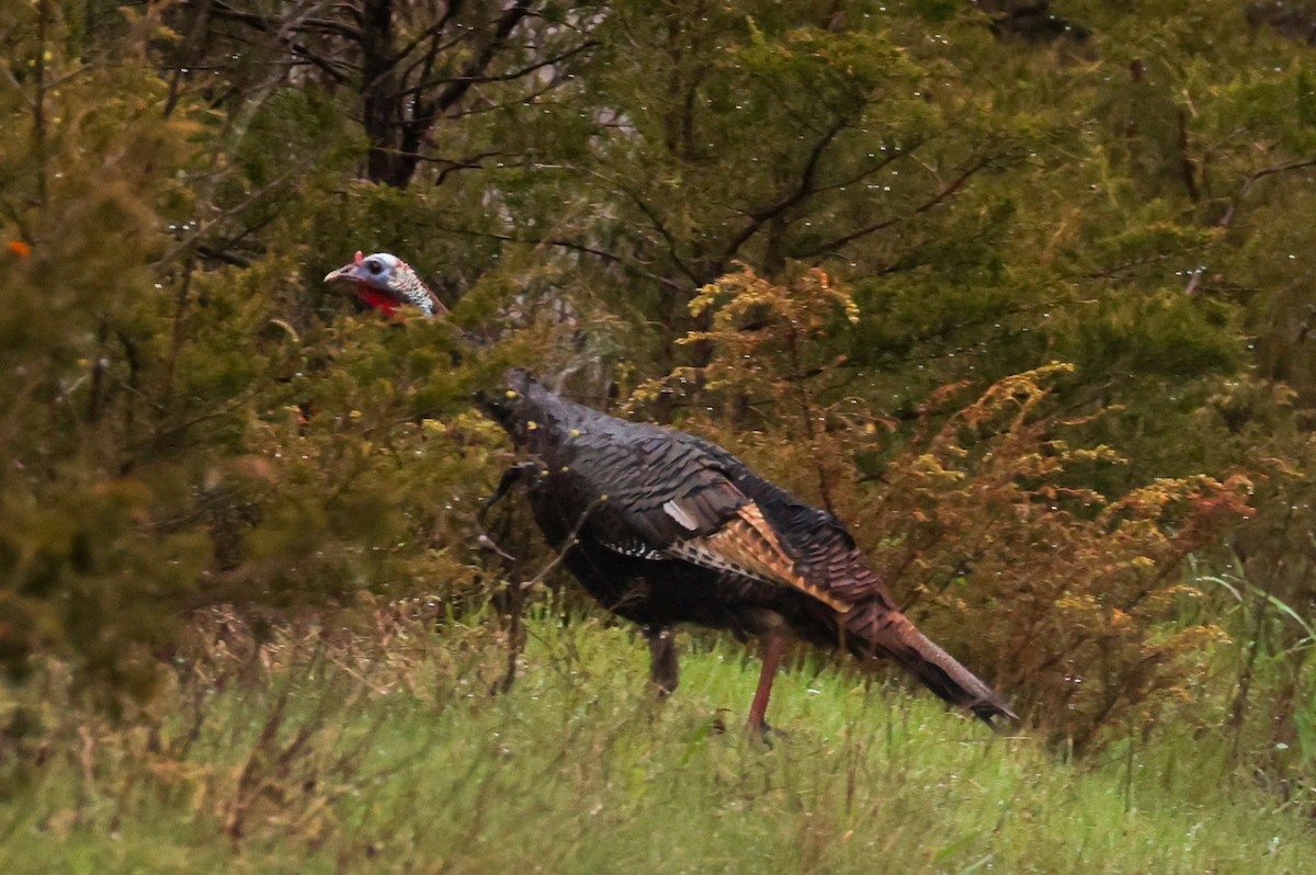 Wild Turkey - ML618656863