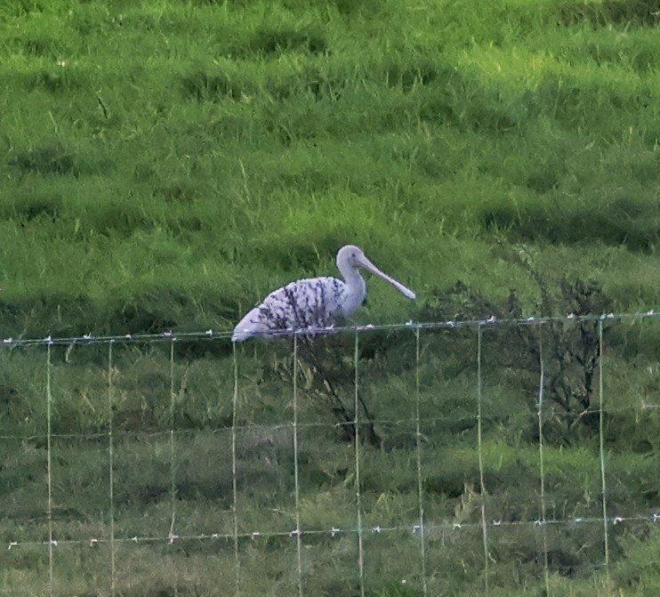 Yellow-billed Spoonbill - ML618656871