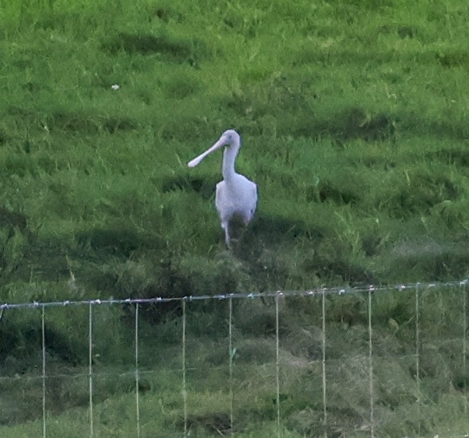 Yellow-billed Spoonbill - ML618656872