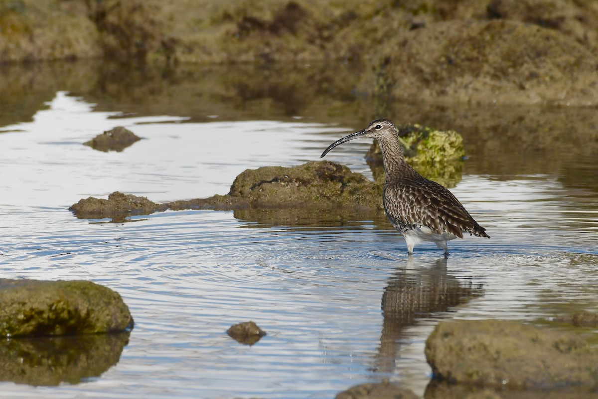 Whimbrel - Igor Długosz