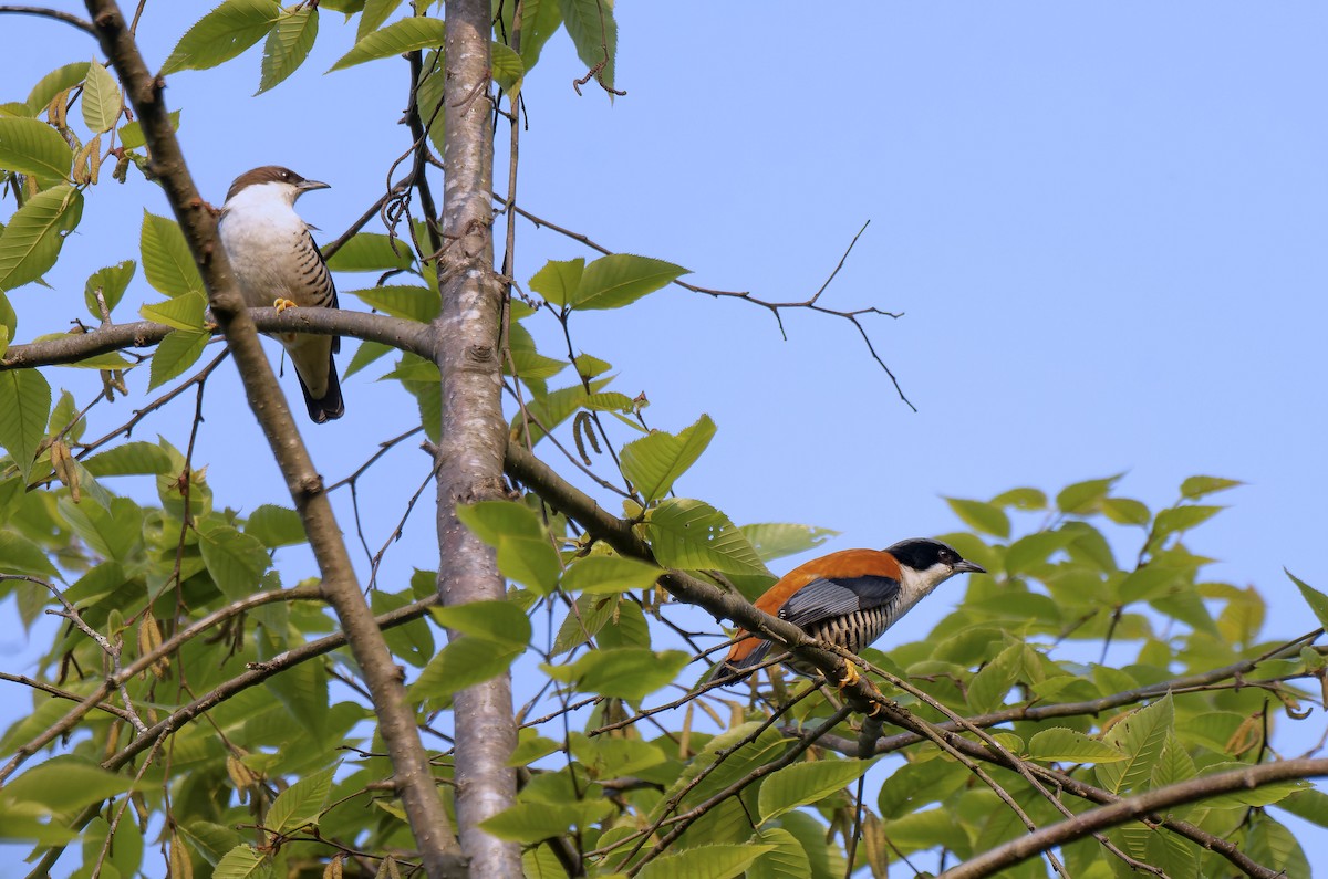 Himalayan Cutia - Antonio Ceballos Barbancho