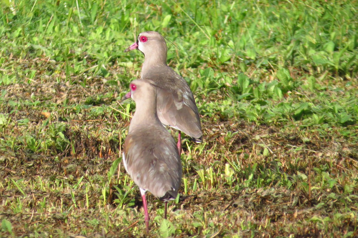 Southern Lapwing - Gary Prescott