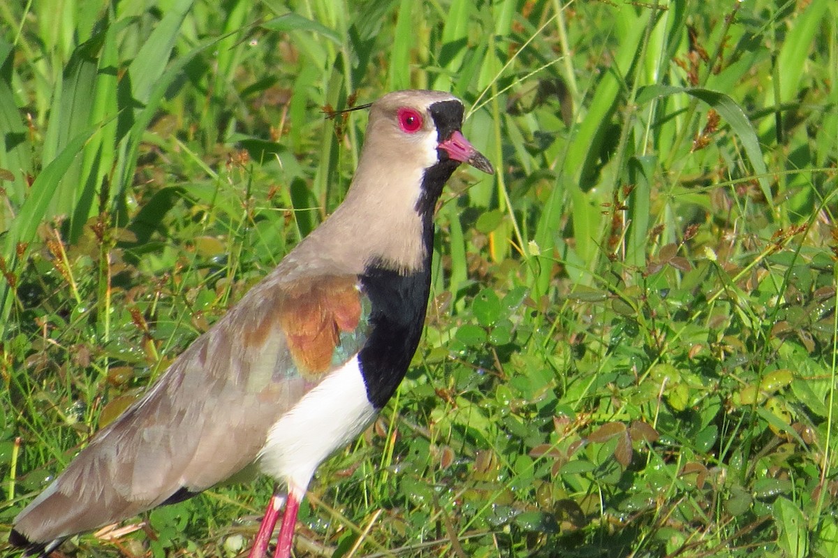 Southern Lapwing - Gary Prescott